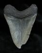 Inch Georgia Megalodon Tooth #1383-2